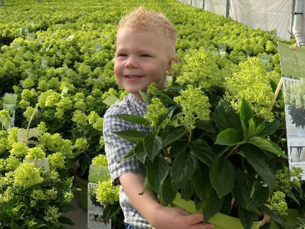 Sjaak van Schie brengt als eerste paniculata’s op de markt