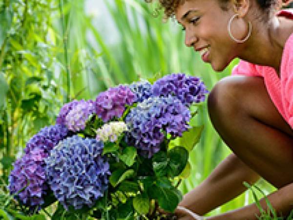 Het blauwen van hortensia's