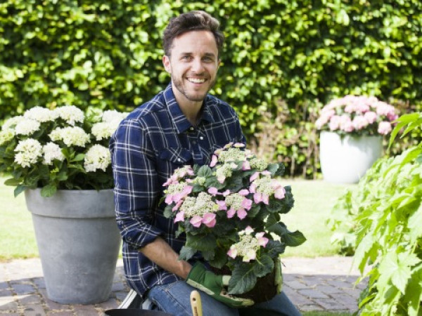 Het poten van hortensia's