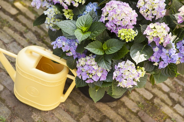 Hortensia onderhoud groot