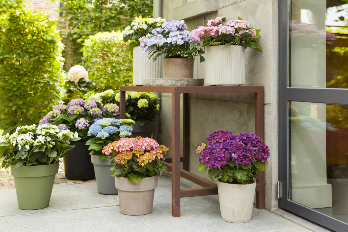 Hortensia stijltip zomer 2024