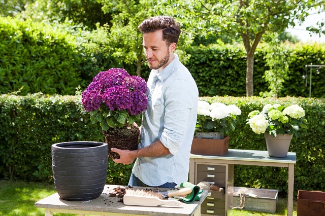 hortensia overpotten groot