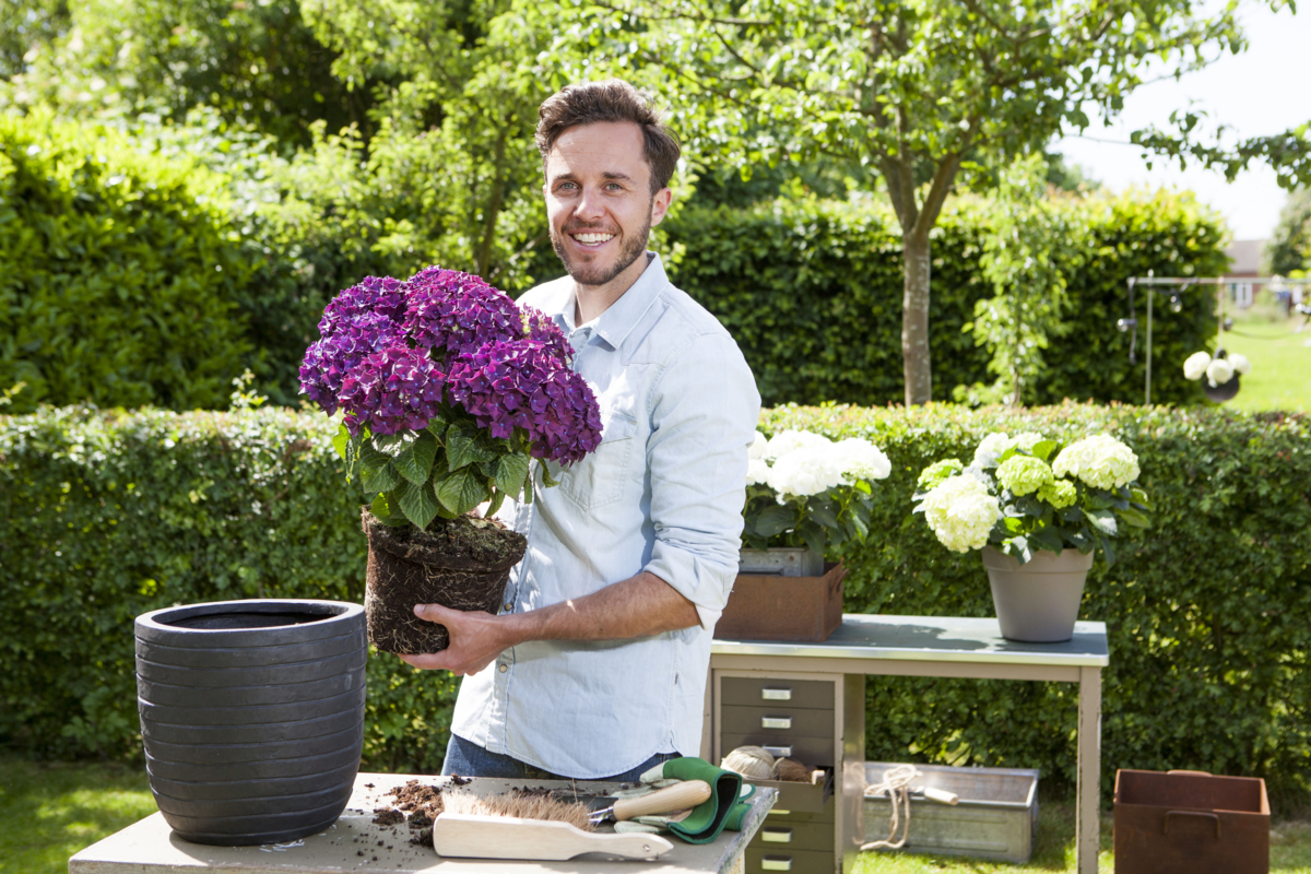 hortensia buiten 3369 maxWidth 1200 maxHeight 1200 ppi 72 quality 100 embedMetadata true contentETag 4
